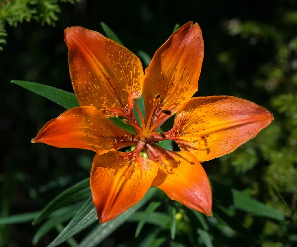 Flor de lírio laranja aberta, com as pintas escuras nas pétalas
