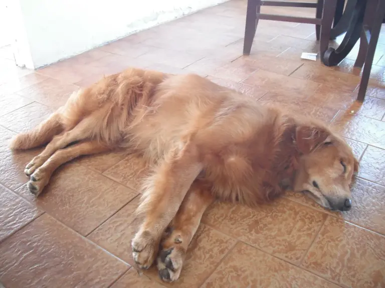 Cachorro dormindo na porta do quarto: o que observar e como lidar