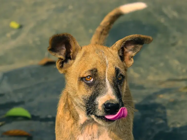 Por que o cachorro lambe: interação, hábitos e sinais de desconforto