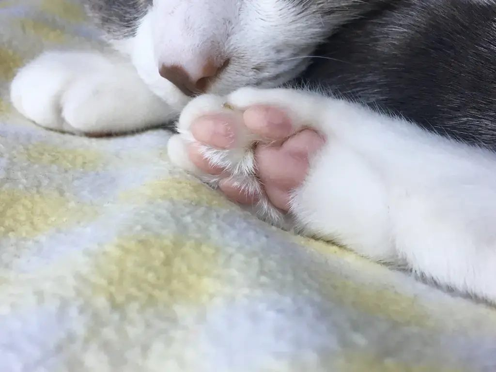Por que o gato amassa pãozinho e como lidar com esse hábito