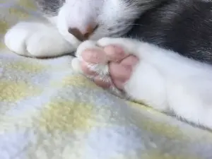 Por que o gato amassa pãozinho e como lidar com esse hábito