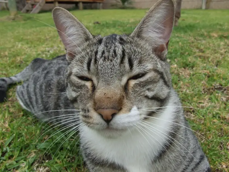 Por que o gato ronrona: como entender o som em cada situação