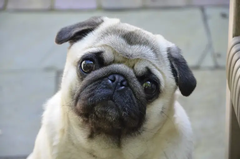 Pug: cuidados com respiração, pele, olhos e alimentação