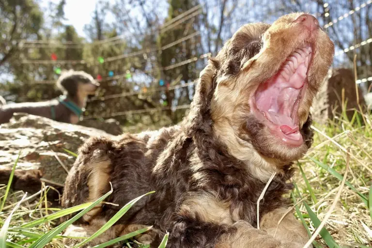 Quando o cachorro troca os dentes e como cuidar dessa fase