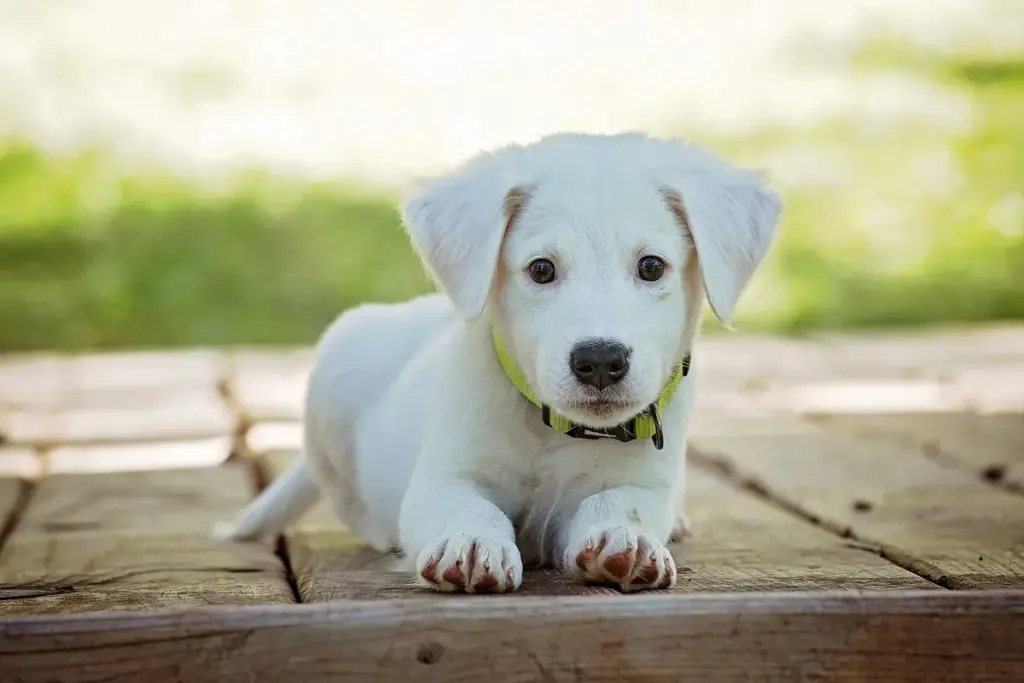 Filhote de labrador branco deitado sobre um deque de madeira, olhando para a frente