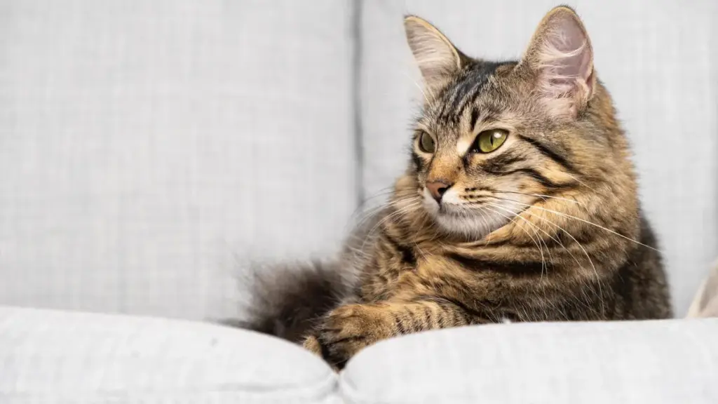 Gato rajado descansando em um sofá claro