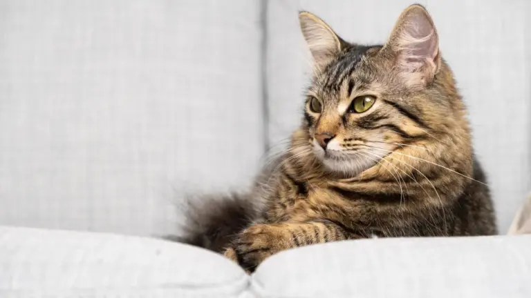 Melhor antipulgas para gatos: o que avaliar com o veterinário antes de escolher